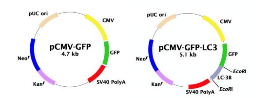 GFP-LC3表达质粒.png