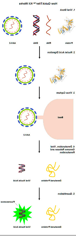 腺相关病毒（AAV）滴度检测试剂盒原理.jpg