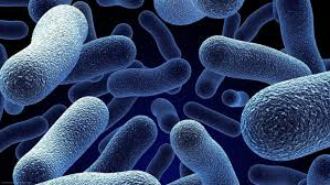 bacteria.png